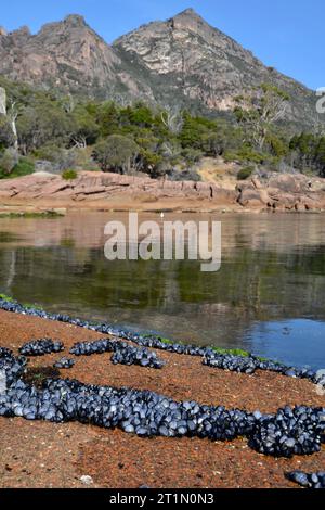 Muschelbetten, die bei Ebbe auf der Freycinet Peninsula in Tasmanien ausgesetzt sind, mit der berühmten Hazards Bergkette im Hintergrund an einem ruhigen, sonnigen Tag Stockfoto