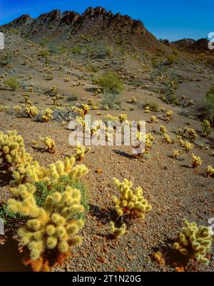 Teddy Bear Cholla, Cabeza Prieta National Wildlife Refuge, Arizona Stockfoto