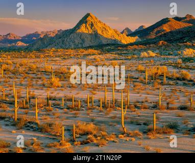 Camino del Diablo, Cabeza Prieta National Wildlife Refuge, Arizona Stockfoto