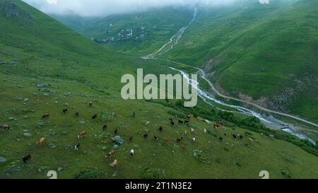 Kühe, die auf dem Gras auf dem Plateau weiden. Großartige Berglandschaft und Tiere in der Natur Stockfoto