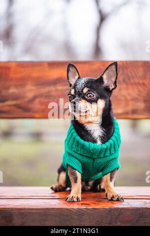 Chihuahua in einem grünen Pullover. Der Hund sitzt auf der Bank. Ein Haustier, ein Tier. Stockfoto