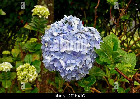 Blaue Hortensienblume (Hortensia macrophylla) im Garten Stockfoto