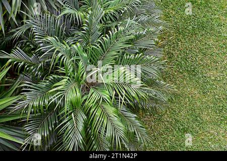 Palmen auf Gras in Teresopolis, Rio de Janeiro, Brasilien Stockfoto