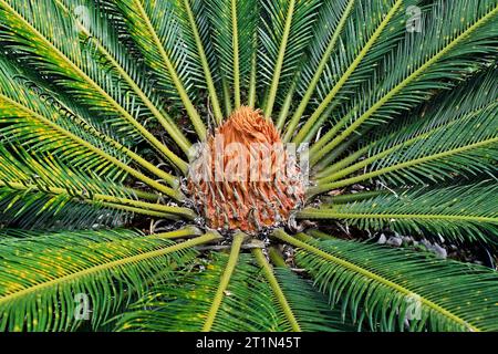 Neue Sagopalme (Cycas revoluta), Teresopolis, Brasilien Stockfoto