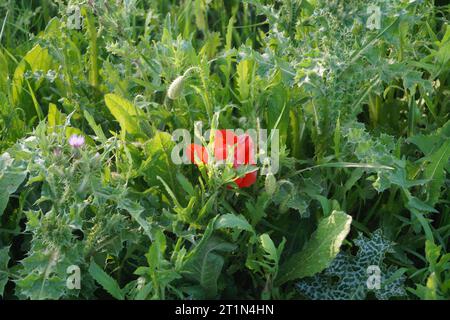 Mohn versteckt in der Vegetation Stockfoto