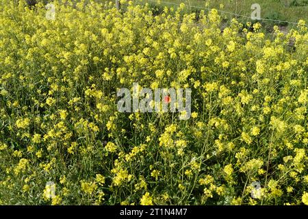 Mohn im gelben Feld in Andalucía Stockfoto