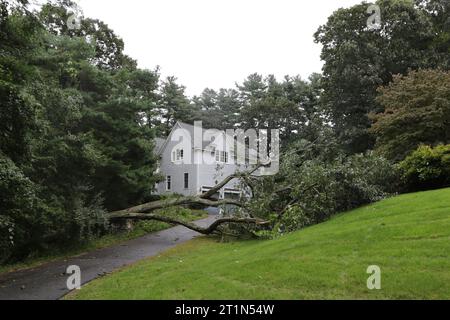 Ein umgestürzter Baum, der eine Zufahrt zu einem Vorstadthaus blockiert, verursacht durch stürmisches Wetter von Hurrikan Lee in Massachusetts Stockfoto