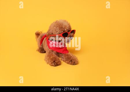 Niedlicher Maltipoo Hund mit Bandana und Sonnenbrille auf orangem Hintergrund Stockfoto