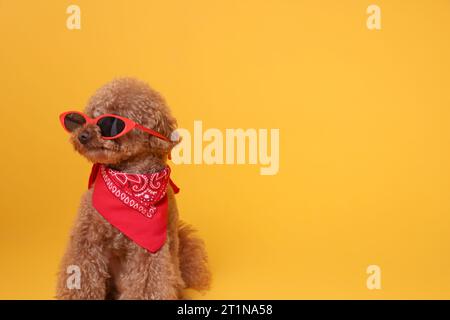 Niedlicher Maltipoo Hund mit Bandana und Sonnenbrille auf orangem Hintergrund. Leerzeichen für Text Stockfoto