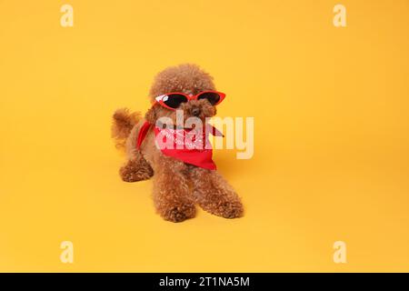 Niedlicher Maltipoo Hund mit Bandana und Sonnenbrille auf orangem Hintergrund Stockfoto