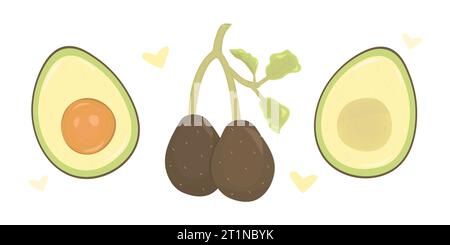 Appetitliche ganze und geschnittene Avocados, Farbvektor-Illustration Set Stock Vektor