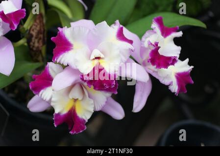 Wunderschöne hellrosa und dunkelviolette Cattleya „Mari's Song“ Orchideenblüten Stockfoto