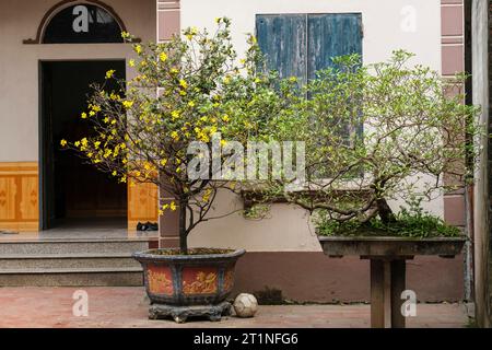 Long Khe, Provinz Bac Ninh, Vietnam. Topfbäume am Eingang zum Haus. Stockfoto