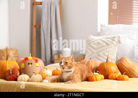 Niedliche Katze mit Kürbissen im Schlafzimmer am Thanksgiving Day Stockfoto