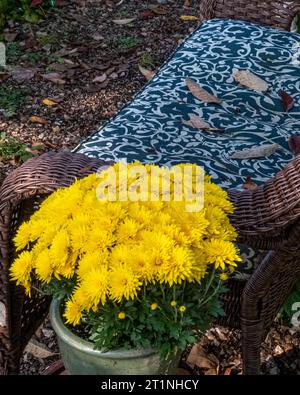 Gelbe Mütter in einem Garten Stockfoto