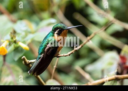 Nahaufnahme des weiblichen Weißen-Hals-Berg-Edelsteins, ein Kolibri, der in den Hochländern von Costa Rica und Panama endemisch ist. Stockfoto