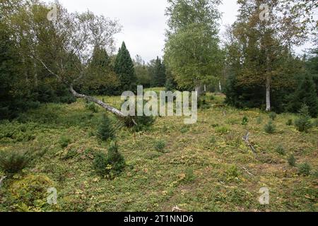 Auswirkungen von Elchen auf die Umwelt auf der Walddemonstrationsfläche im Terra Nova National Park, Glovertown, Neufundland & Labrador, Kanada Stockfoto