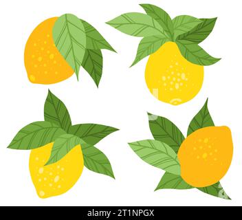 Vektorsatz von flachen handgezogenen Zitronen mit Laub isoliert vom Hintergrund. Sammlung von Zitrusfrüchten mit Blättern Cliparts für Aufkleber, Symbole Stock Vektor