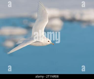 Adulte Elfenbeinmöwe (Pagophila eburnea) auf Svalbard, Nordnorwegen. Stockfoto