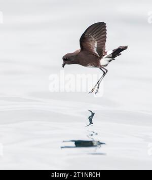 Elliot's Storm Petrel (Oceanites gracilis) fliegt über der Meeresoberfläche auf dem Pazifischen Ozean vor Lima, Peru. Auch bekannt als der weiß belüftete Sturm petr Stockfoto