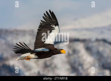 Überwinterung des Steller's Sea Eagle (Haliaeetus pelagicus) auf der Insel Hokkaido in Japan. Stockfoto