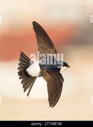 Gemeindehaus Martin, Delichon urbicum, sammelt Schlamm im Rheinauslauf an der Nordsee bei Katwijk, Niederlande. Stockfoto