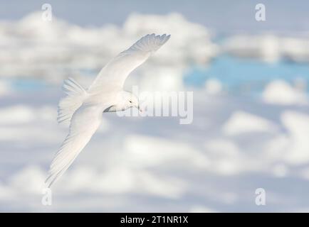 Adulte Elfenbeinmöwe (Pagophila eburnea) auf Svalbard, Nordnorwegen. Stockfoto