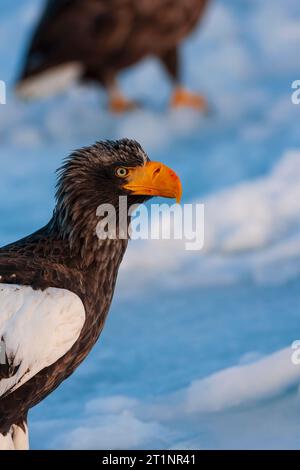 Überwinterung des Steller's Sea Eagle (Haliaeetus pelagicus) auf der Insel Hokkaido in Japan. Stockfoto