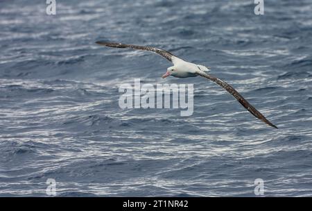 Erwachsener Tristan Albatross, Diomedea dabbenena, auf See vor Gough im südlichen Atlantik. Stockfoto