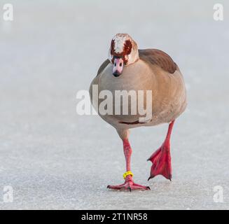 Ägyptische Gans (Alopochen aegyptiaca) in den Niederlanden. Stockfoto