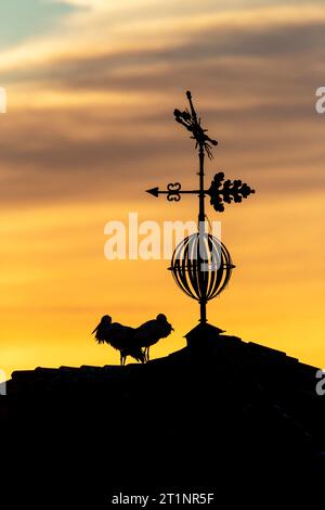 Weißstorch (Ciconia ciconia) in Trujillo, Extremadura, Spanien. Stockfoto