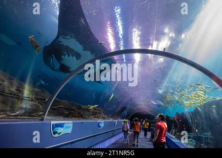 Riesiger ozeanischer Mantarochen (Mobula birostris) schwimmt über Besuchern im Unterwasser-Acryltunnel des Georgia Aquarium in Atlanta, Georgia. (USA) Stockfoto