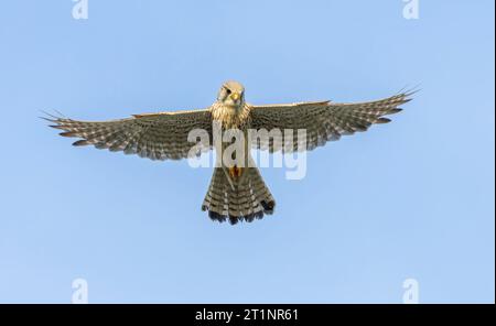 Weiblicher Eurasischer Kestrel, Falco tinnunculus, im Flug. Schwebend in der Luft, auf der Suche nach Beute. Stockfoto