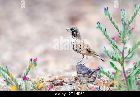 Dickschnabelkloster (Ramphocoris Clotbey) in der südlichen Negev-Wüste, Israel. Stockfoto