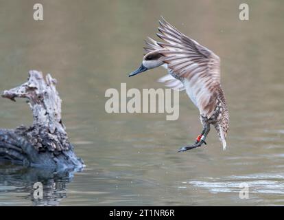 Marmorblaugrün (Marmaronetta angustirostris) in Spanien. Auch bekannt als Marble Duck. Teil eines spanischen Naturschutzprojekts. Er landet vor dem Versteck. Stockfoto