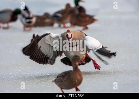 Ägyptische Gans (Alopochen aegyptiaca) in den Niederlanden. Aggressiv im Winter gegenüber einer Frau Mallard. Stockfoto