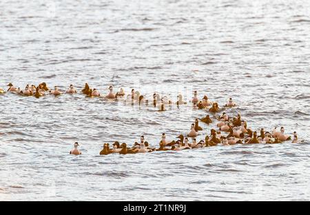 Gemeine Eider (Somateria mollissima) überwintern im arktischen Norwegen. Stockfoto