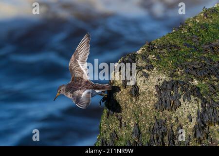 Purple Sandpiper, Calidris maritima, Wintersport auf dem nördlichen Pier in Scheveningen, Niederlande. Stockfoto