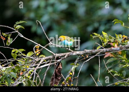 Tanager mit Goldkanten auf einem Baumzweig mit Blättern vor defokussiertem Hintergrund, Caraca Naturpark, Minas Gerais, Brasilien Stockfoto
