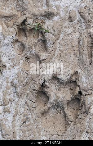 Nahaufnahme einer gemähten Wolfsspur in sandigem Flussbett, Caraca Natural Park, Minas Gerais, Brasilien Stockfoto