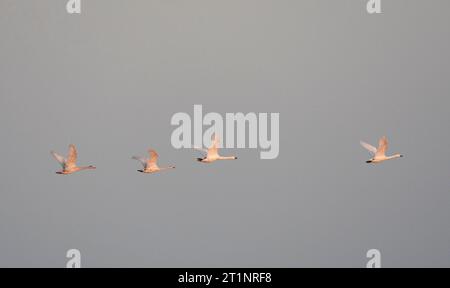 Bewick's Swan (Cygnus bewickii) überwintert in Starrevaart, Niederlande Stockfoto