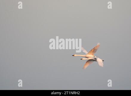 Bewick's Swan (Cygnus bewickii) überwintert in Starrevaart, Niederlande Stockfoto