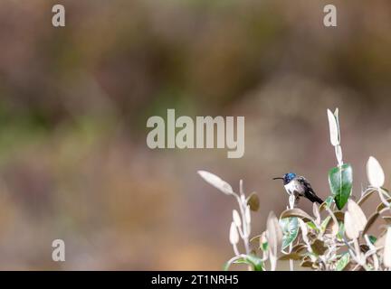 Ecuadorianischer Hillstar (Oreotrochilus chimborazo) am Papallacta-Pass, in den östlichen Anden Ecuadors. Stockfoto