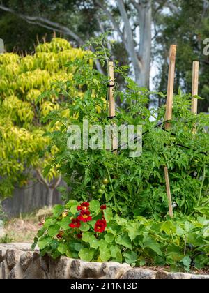 Australischer Gemüsegarten im Hinterhof mit grünen Tomaten und roten Nasturtiums blühend und einem Mangobaum und Eukalyptusgummi im Hintergrund Stockfoto