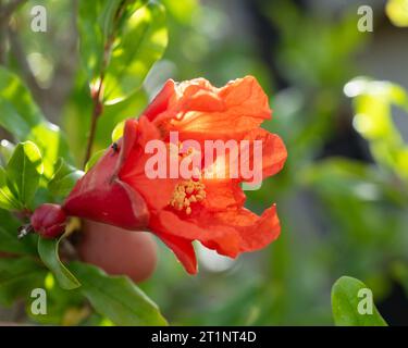 Krepppapier wie Granatapfelblüten und Knospen auf dem Baum, leuchtendes Scharlach-Orange-Rot, grüne Blätter, australischer Hausgarten Stockfoto