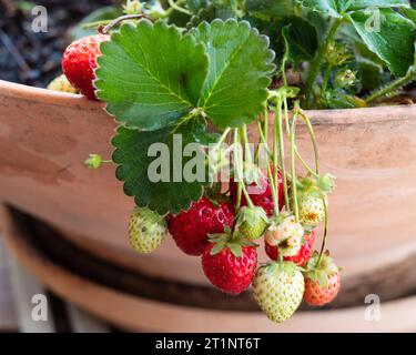 Hübsche rote und weiße Erdbeeren wachsen und Reifen in einem Topf, hängen über der Seite, australischer Küchengarten Stockfoto