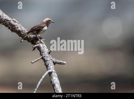 Zyperns Wheatear (Oenanthe cypriaca) im Frühjahr auf Zypern. Stockfoto