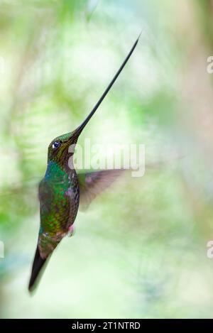 Kolibri (Ensifera ensifera) in Ecuador. Stockfoto