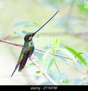 Kolibri (Ensifera ensifera) in Ecuador. Stockfoto