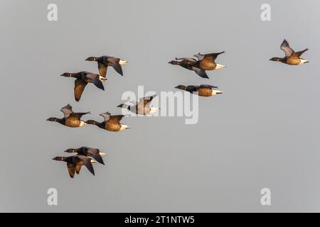 Dunkelbauchige Brent-Gänse (Branta bernicla) auf Texel, Niederlande. Herde Gänse im Flug. Stockfoto